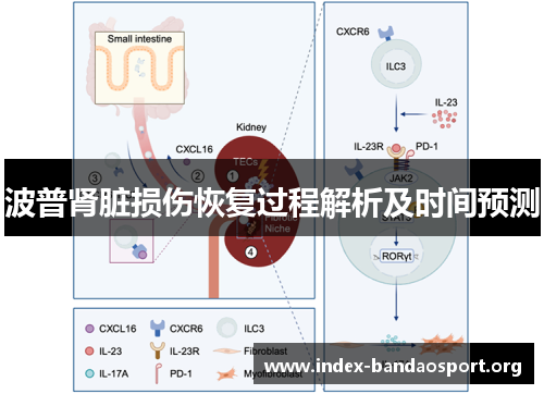 波普肾脏损伤恢复过程解析及时间预测